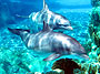 Dolphin Connection by Starwood